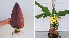 How to grow banana tree from Banana Flower for beginners