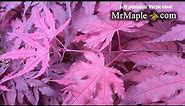 PURPLE GHOST JAPANESE MAPLE - JAPANESE MAPLES in the Garden!
