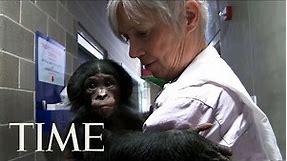 Bonobos: One Of Humankind’s Closest Relatives & What They Can Teach Us | TIME