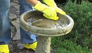 How to Clean and Maintain Bird Baths