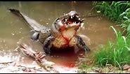 Huge Alligator Crushes Turtle!