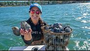 GIANT CLAMS Catch and COOK! Coastal Foraging, Niantic River Connecticut!
