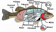 Largemouth Bass Anatomy: What You Need to Know - USAngler