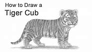 How to Draw a Tiger Cub