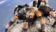 Brachypelma smithi, Mexican Red Knee pairing and thoughts