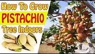 How To Grow Pistachios Indoors | Gardening Story