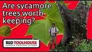 Ep147: Is the sycamore tree worthless to have on the homestead?