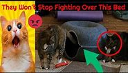Cat Tunnel Bed Donut Review | Our Cat Won't Stop Fighting Over This.