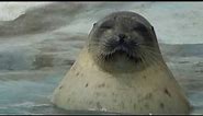 Blinking Seal At the Osaka Aquarium Kaiyukan
