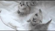 Lacie's Baby Mink Ragdoll Kittens