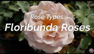 Rose Types: What Are Floribunda Roses?