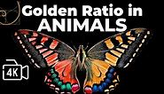 Golden Ratio in Animals | Golden Ratio in Nature | Golden Ratio Explained | Funny Animals | Wildlife