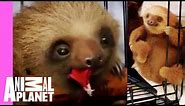 It's Bath Time For These Baby Sloths | Too Cute