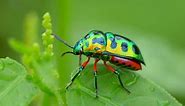Types of Beetles: The Complete List