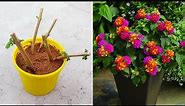 how to grow lantana plant from cuttings.