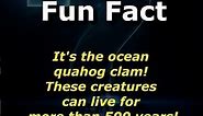 Timeless Creatures: The Long Life of Ocean Quahog Clams! #OceanQuahogClam #TimelessCreatures