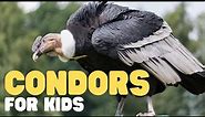 Condors for Kids | Learn cool facts about this incredible bird