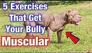 5 American Bully Exercise MUSCLE training tips that will get your dog SWOLE!!