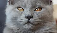 Cat Eye Color Changes That Are Normal & When to Worry | LoveToKnow Pets
