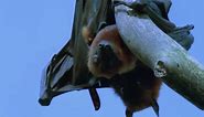 Mating Fruit Bats | Wild Indonesia | BBC Earth