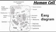 How To Draw Human Cell Diagram | Structure And Function Of Human Cell | Human Cell Drawing