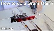 How to Do a Gram Stain? - Biology Lab Techniques