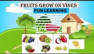 LEARN FRUITS GROW ON VINES FOR CHILDREN IN ENGLISH