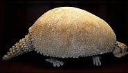 The Glyptodon Was A Prehistoric Armadillo So Big That Early Humans Used Its Shells For Shelters