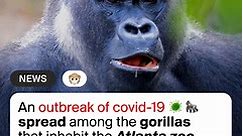 An outbreak of covid-19 spread among the gorillas that inhabit the Atlanta zoo