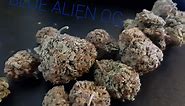 Blue Alien | Marijuana Strain Reviews
