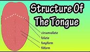 Structure Of The Tongue - Functions Of The Tongue - What Are Taste Buds
