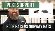 What's the Difference Between a Roof Rat and a Norway Rat? | Pest Support