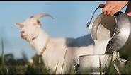 The Best Goats for Milk on the Homestead (Top 5 Dairy Goat Breeds)