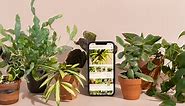 The Best Plant Identification App