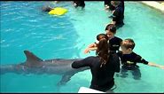 Children Swim with Dolphins Miami