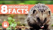 8 FACTS About Hedgehogs You Should Know