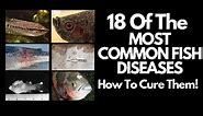 18 Of The Most Common Fish Diseases (And How To Cure Them!)