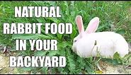 Wild Natural Rabbit Food - What Do Wild Rabbits Eat - Raising Meat Rabbits