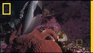 Octopus Kills Shark | National Geographic