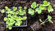 Growing Strawberry plants- From Seed Sowing To Planting Them In The Garden-Vertical Planter