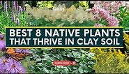 Best 8 Native Plants That Thrive in Clay Soil 🌷🌾🍃 // Gardening Tips
