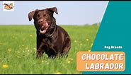 Chocolate Labrador: A Complete Guide to The Rare, Irresistible Lab Dog!
