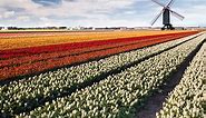 Dutch tulip season: where to see the best tulip fields in the Netherlands in 2024