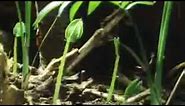 Tree and Plant Life in the Jungle | David Attenborough | BBC Studios