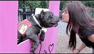 Dog Kissing Booth for Best Friends Animal Society