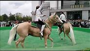 Horses Turkmenistan
