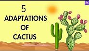 How Does Cactus Survive In Desert ?? Adaptations Of Cactus Plant