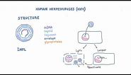 Introduction to Human Herpesviruses (HHV)