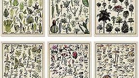Set of 6 Plant Poster Vintage Botanical Prints 12 x 16 Inch Decorative Wrap Poster Tree Wall Art Picture Vintage Mushroom Decor Floral Nature Poster for Wall Cactus Posters Prints