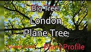 The London Plane Tree - Plant Profile